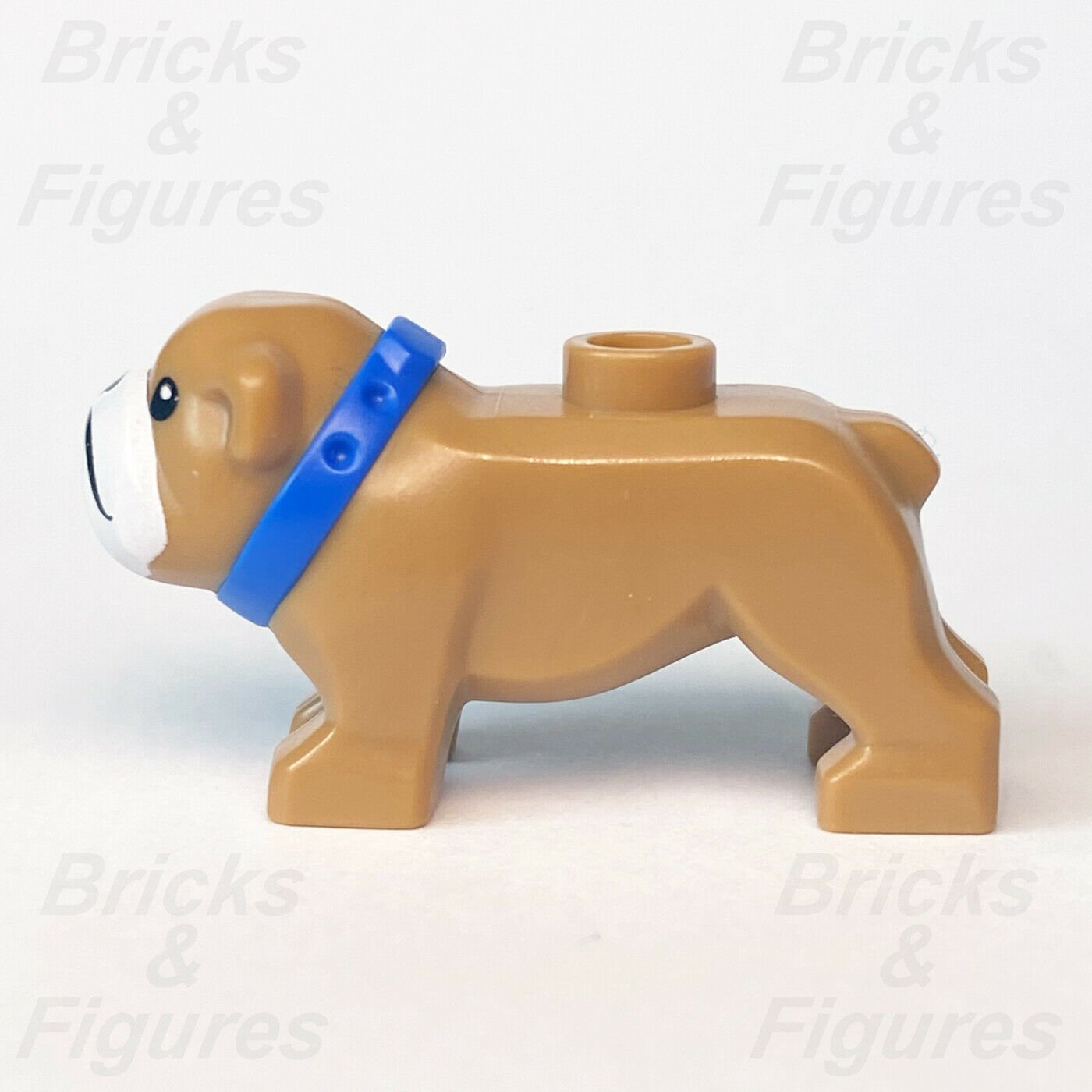New Town & City LEGO Light Brown Bulldog Dog with Blue Collar Animal Part 60258 - Bricks & Figures